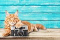 Cat Royalty Free Stock Photo