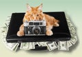 Cat Royalty Free Stock Photo