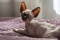Cat, canadian Sphynx breed lying on the bed, 1 one bald cat