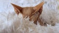 cat of the Canadian Sphynx breed rumples a woolen blanket with its paws