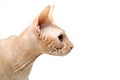 Cat, Canadian Sphynx, close up, isolated on white background Royalty Free Stock Photo