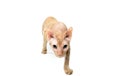 Cat, Canadian Sphynx, close up, isolated on white background Royalty Free Stock Photo