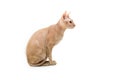 Cat, Canadian Sphynx, close up, isolated on white background Royalty Free Stock Photo