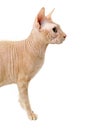 Cat, Canadian Sphynx, close up, isolated on white background Royalty Free Stock Photo