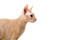 Cat, Canadian Sphynx, close up, isolated on white background Royalty Free Stock Photo