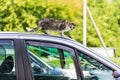 A cat on the car, a homeless cat climbed onto the roof of a car