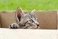 cat in cardboard box on green background Royalty Free Stock Photo