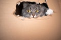 Cat in cardboard box Royalty Free Stock Photo