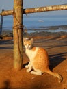 Cat in Carter beach Mumbai Royalty Free Stock Photo