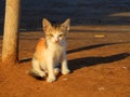 Cat in Carter beach Mumbai Royalty Free Stock Photo