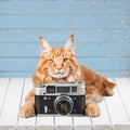 Cat Royalty Free Stock Photo