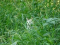 Cat. cat hidden among grass for hunting. beautiful cat in the garden wild cat . mammals, mammal animals, animal, wildlife, wild na