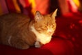 Cat / Red-headed cat Royalty Free Stock Photo
