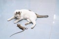 Cat catch and bite mouse, rat Royalty Free Stock Photo