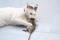 Cat catch and bite mouse, rat Royalty Free Stock Photo