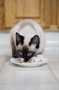 Cat With Catfood Royalty Free Stock Photo