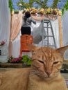 Cat catlover orange decorasi wedding