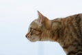 Cat, Cats, Kitty Royalty Free Stock Photo