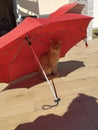 Cat cats orange umbrella fun funny silly cute sun sunny wholesome cool nice animal red under