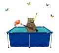 Cat caught goldfish in inflatable pool Royalty Free Stock Photo