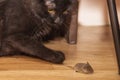 The cat caught the mouse