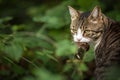 Cat with a caught mouse in her mouth