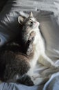 Gray-white cat on pillow is ready to tighten.