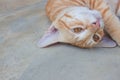 Cat on cement floor