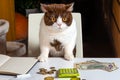 Cat on a chair at the table with money, calculator, notebook, fun work from home concept Royalty Free Stock Photo