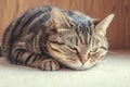 Cat charisma Arrogant tabby cat, a lovely indoor family member