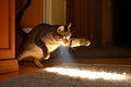 cat chasing a laser pointer and bouncing off the walls Royalty Free Stock Photo