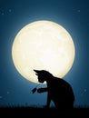 Cat chasing mice in the night Royalty Free Stock Photo