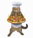 Cat chef with holiday pizza Royalty Free Stock Photo