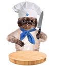 Cat chef Royalty Free Stock Photo