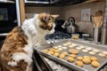 cat chef, mixing up a batch of homemade cat treats in the kitchen