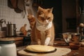 cat chef with whisk in hand, whipping up fluffy omelette behind the scenes of busy kitchen