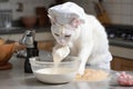 cat chef whisking egg whites for fluffy omelet