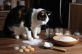 cat chef, whisking eggs and seasoning them with salt and pepper before scrambling