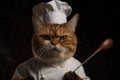 cat chef, whisking sauce with a delicate and precise hand, for the ultimate in feline cuisine