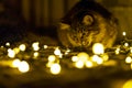 Cat chewing Christmas lights