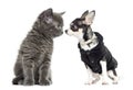 Cat and chihuahua dressed looking at each other Royalty Free Stock Photo