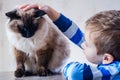 Cat child balinese together play. affection boy Royalty Free Stock Photo