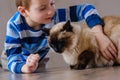 Cat child balinese together play. animal pet Royalty Free Stock Photo