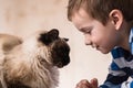 Cat child balinese together play. enjoy cute Royalty Free Stock Photo