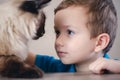 Cat child balinese together play. love Royalty Free Stock Photo