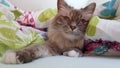 Cat chilling in the bed Royalty Free Stock Photo