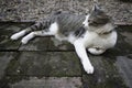 Cat chilling in a garden