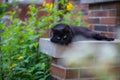 Cat chilling out at brick house with green garden Royalty Free Stock Photo