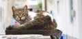 Cat chilling out Royalty Free Stock Photo