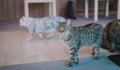 A cat chilling out, relax and being natural in the room. Comfort and safe with soft focus Royalty Free Stock Photo